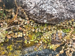 Epilobium brunnescens