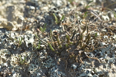 Lepidium kirkii