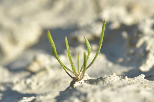 Image of Lepidium kirkii by (c) Christopher Stephens, some rights reserved (CC BY-SA)
