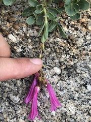 Penstemon