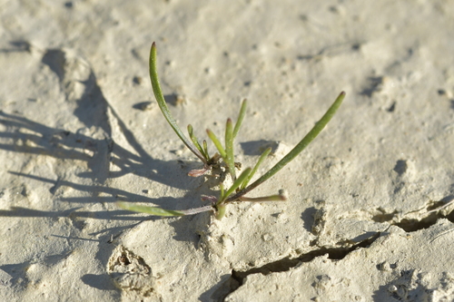 Image of Lepidium kirkii by (c) Christopher Stephens, some rights reserved (CC BY-SA)