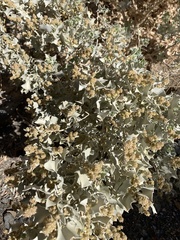 Atriplex hymenelytra