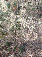 Chamissoa altissima