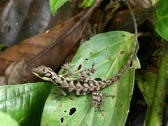 Anolis notopholis