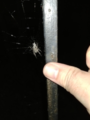 Araneidae