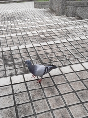 Columba livia