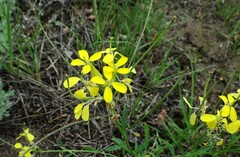 Erysimum asperum
