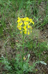 Erysimum asperum