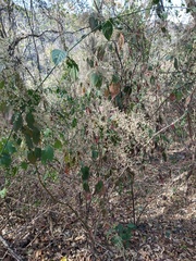 Chamissoa altissima