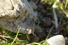Orocrambus corruptus