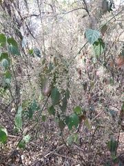 Chamissoa altissima