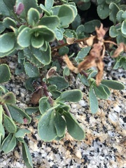 Penstemon