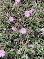 Cistus × skanbergii