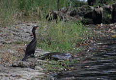 Apalone spinifera emoryi