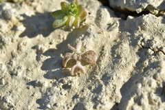 Atriplex buchananii