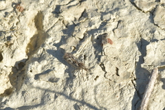 Orocrambus corruptus