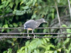 Tigrisoma fasciatum