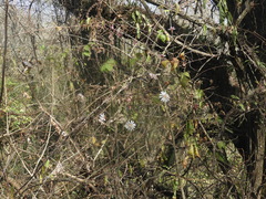 Barnadesia odorata