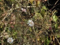 Barnadesia odorata