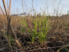 Panicum philadelphicum