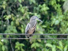Tigrisoma fasciatum