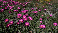 Carpobrotus quadrifidus