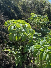 Angelica atropurpurea