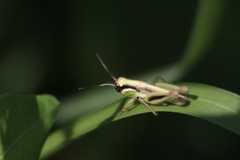 Paroxya