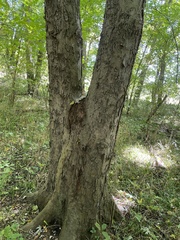 Aesculus flava