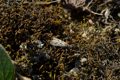 Orocrambus corruptus