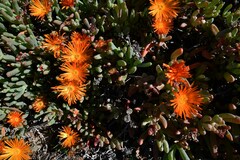 Cephalophyllum rigidum