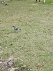 Columba livia domestica