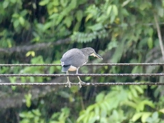 Tigrisoma fasciatum