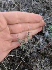 Scutellaria parvula
