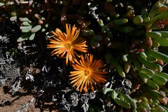 Cephalophyllum rigidum