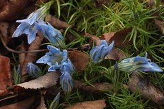 Gentiana sino-ornata
