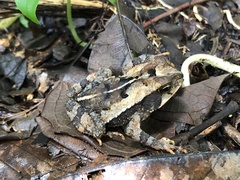 Incilius cavifrons