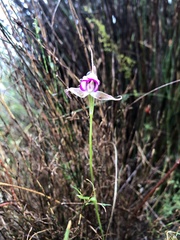 Disperis capensis