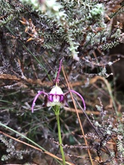 Disperis capensis