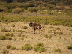 Connochaetes gnou