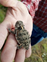 Phrynosoma orbiculare