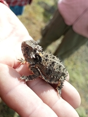 Phrynosoma orbiculare