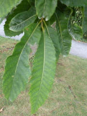 Castanea dentata