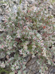 Euphorbia melanadenia