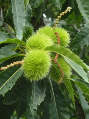 Castanea dentata