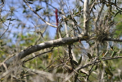Tillandsia balbisiana