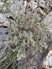 Euphorbia melanadenia