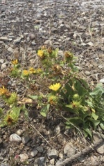Grindelia integrifolia