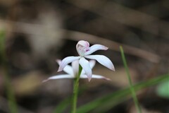Caladenia clarkiae