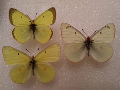 Colias gigantea